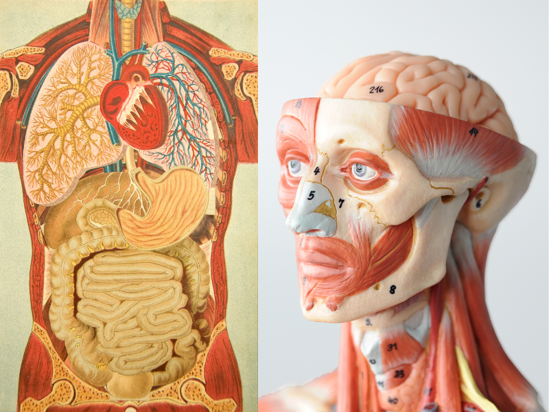 解剖学・生理学